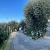 Viale alberato con alberi di ulivo.