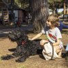 Bambino accarezza un cane in un parco giochi.