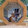 Due cani in un tunnel di legno all'aperto.
