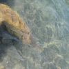 Pietra sommersa in acqua trasparente, con riflessi di luce e dettagli del fondo.